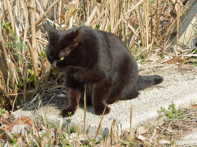 f:id:g-lab:20160301160842j:plain