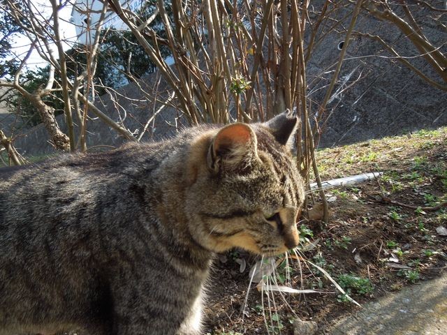 f:id:g-lab:20160301160907j:plain