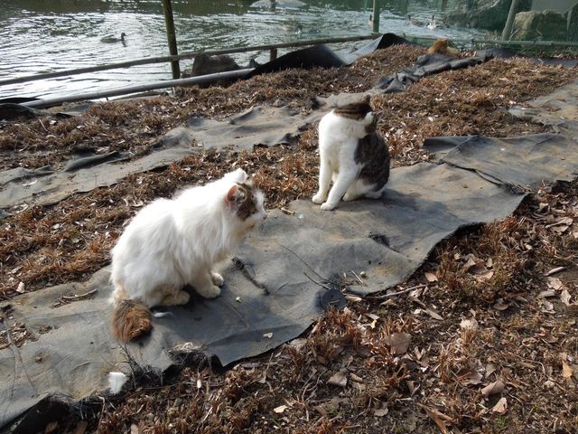 f:id:g-lab:20160301160958j:plain