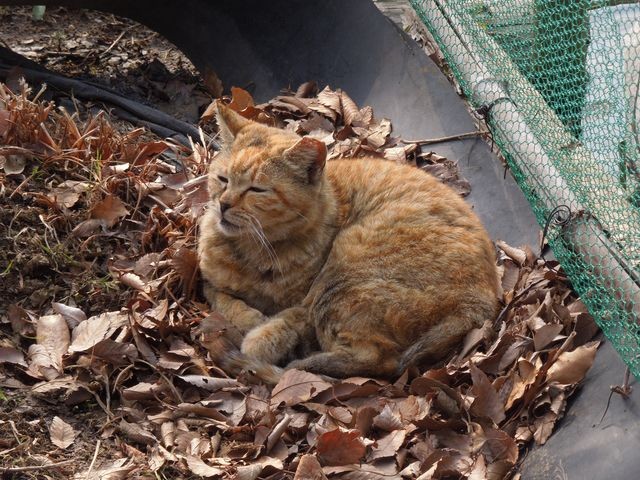 f:id:g-lab:20160301161030j:plain