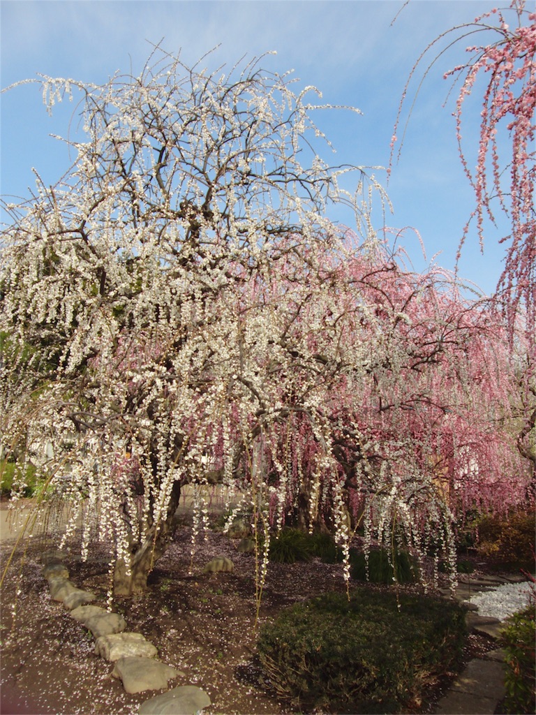 f:id:gainsbourg-japon1963:20160222133644j:image