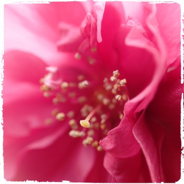 f:id:gamboge07:20150329151315j:plain f:id:gamboge07:20150329151315j:plain