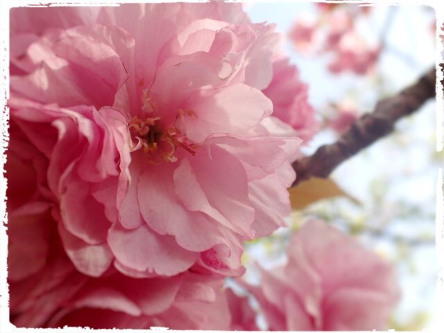 f:id:gamboge07:20150419074733j:plain f:id:gamboge07:20150419074733j:plain
