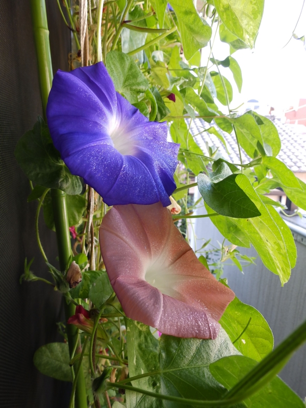 f:id:garadanikki:20140918103159j:plain f:id:garadanikki:20140918103159j:plain