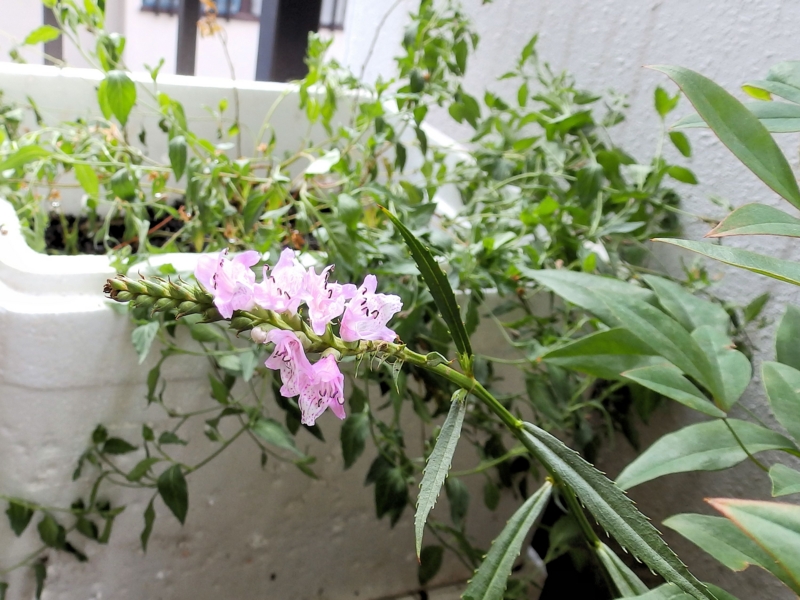 f:id:garadanikki:20140918103205j:plain f:id:garadanikki:20140918103205j:plain