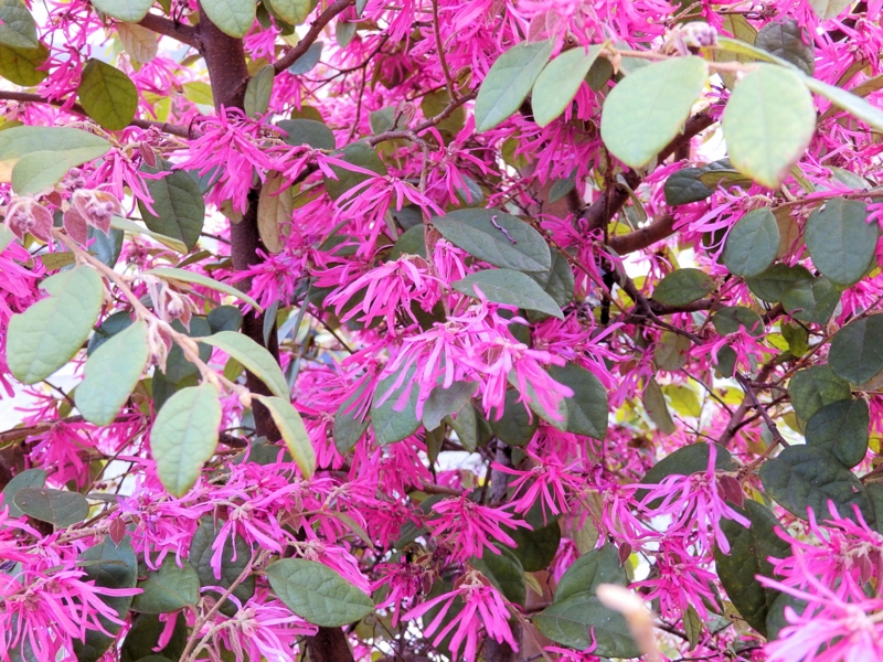 f:id:garadanikki:20160404092359j:plain