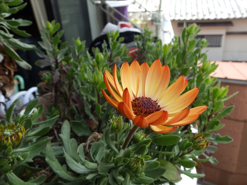 f:id:garadanikki:20160406155846j:plain