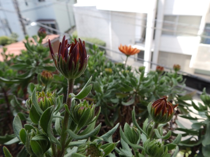 f:id:garadanikki:20160406155847j:plain