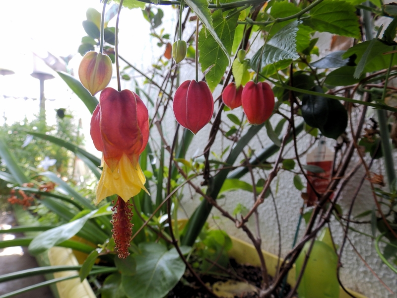 f:id:garadanikki:20160406155851j:plain