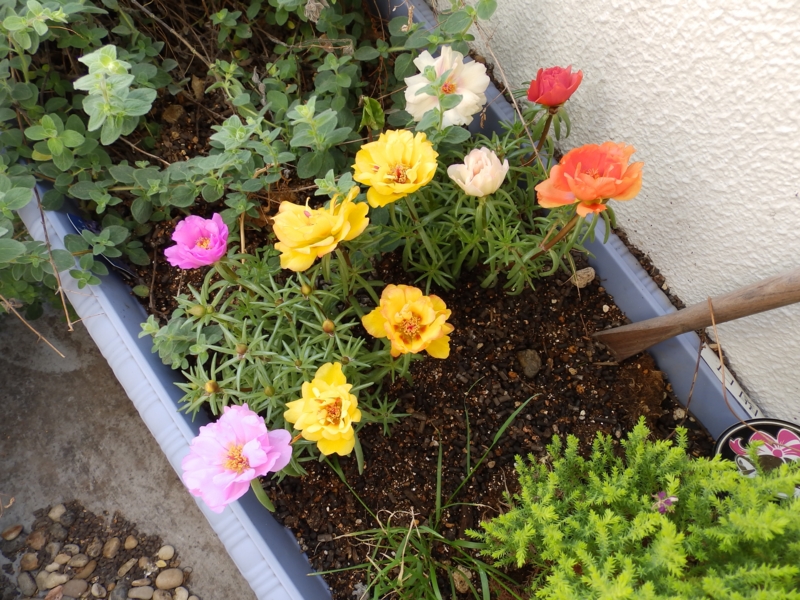 クリックすると大きくなります f:id:garadanikki:20160510112410j:plain