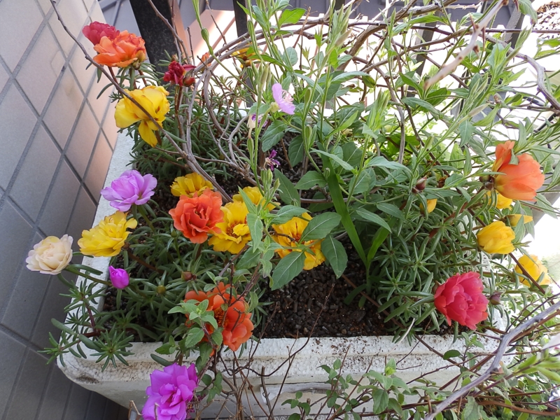 クリックすると大きくなります f:id:garadanikki:20160510112411j:plain