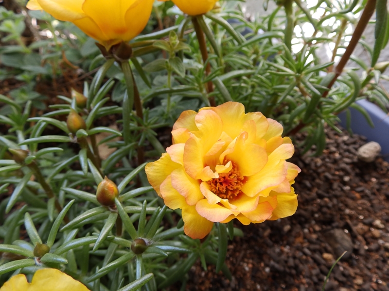 クリックすると大きくなります f:id:garadanikki:20160510112412j:plain