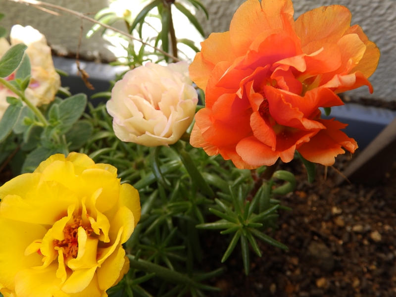 クリックすると大きくなります f:id:garadanikki:20160510112414j:plain