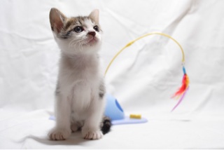 f:id:garagecarcat:20140428145109j:plain f:id:garagecarcat:20140428145109j:plain