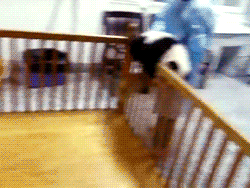 パンダを戻す