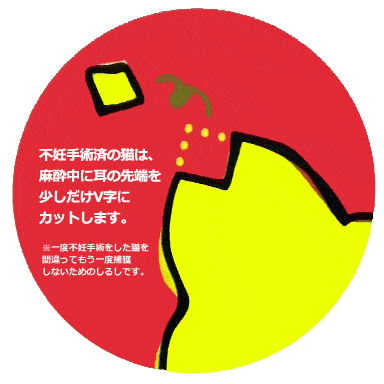 V字カット