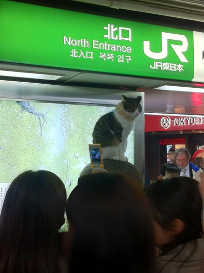 猫