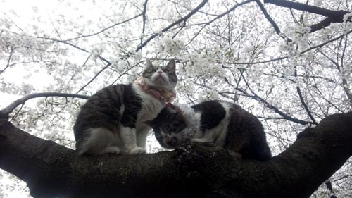 桜の木の上に乗る猫