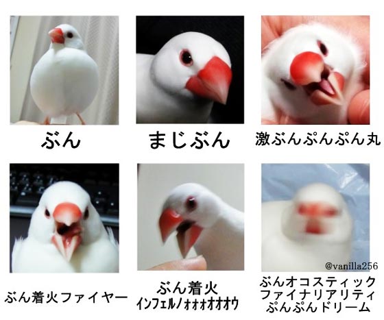 文鳥で