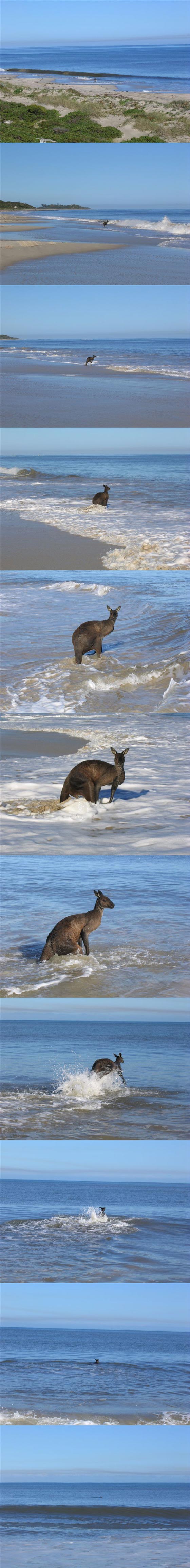 カンガルーが海へ帰っていく