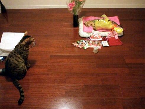 添い寝猫
