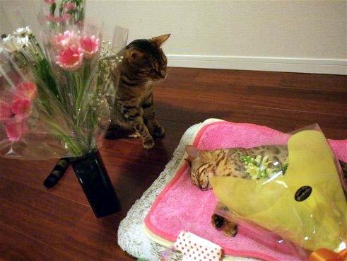 添い寝猫