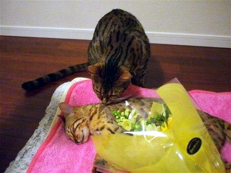 添い寝猫