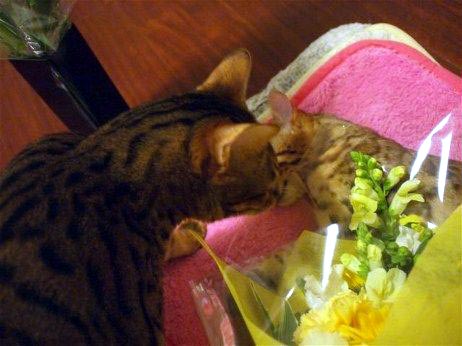 添い寝猫