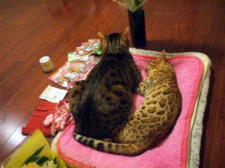 添い寝猫