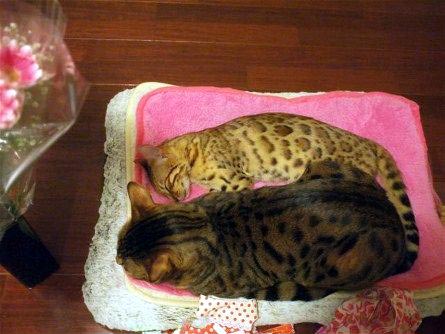 添い寝猫