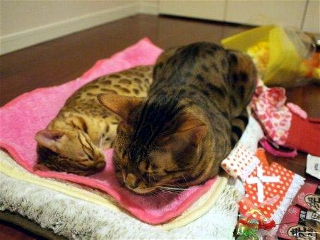 添い寝猫