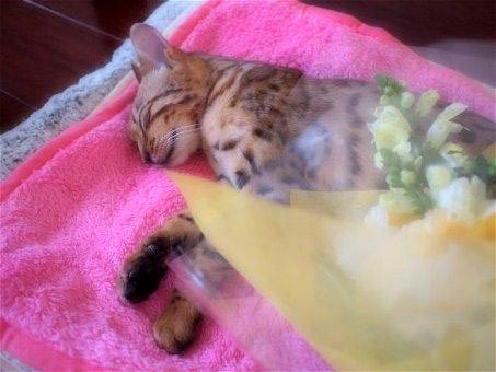 添い寝猫