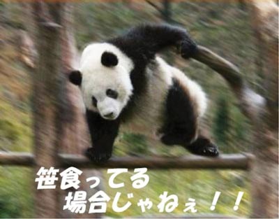 笹食ってる場合じゃねぇ!