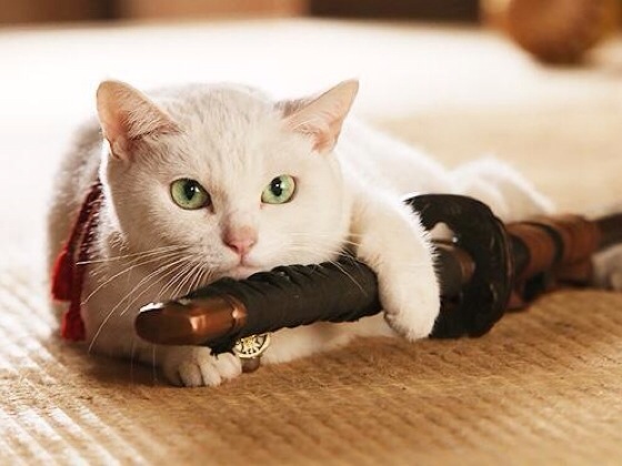 「猫侍」玉之丞さま