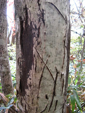 f:id:gari2:20141003210801j:plain f:id:gari2:20141003210801j:plain