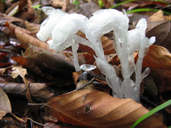 f:id:gari2:20141111220717j:plain