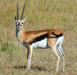 f:id:gcg00172:20081214131606j:plain f:id:gcg00172:20081214131606j:plain