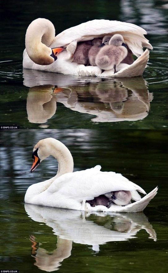 この子たちは、私が守る。