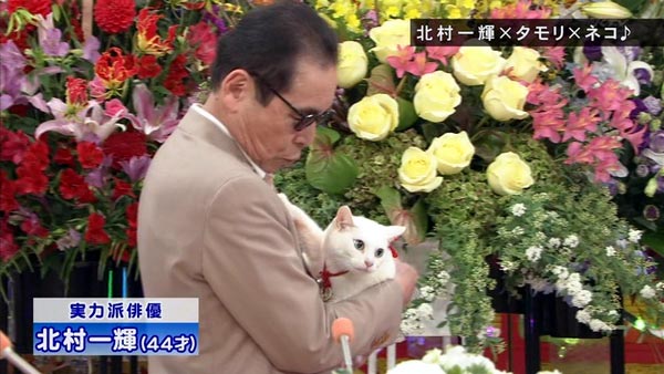 猫侍 玉乃丞と北村一輝がいいとも出演