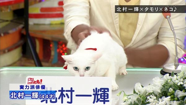 猫侍 玉乃丞と北村一輝がいいとも出演