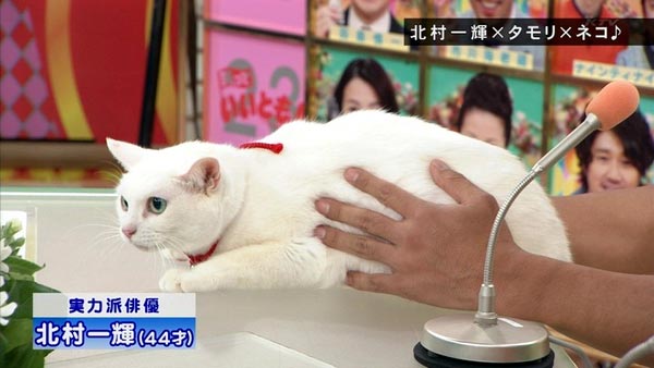 猫侍 玉乃丞と北村一輝がいいとも出演