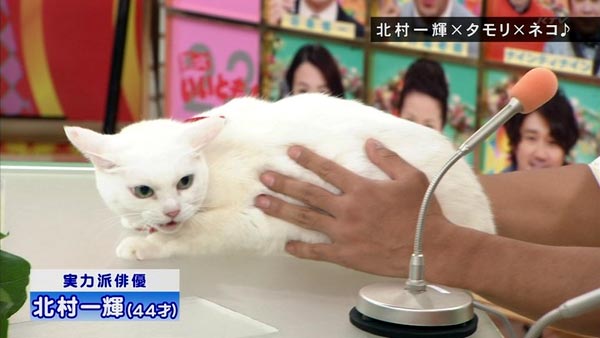 猫侍 玉乃丞と北村一輝がいいとも出演