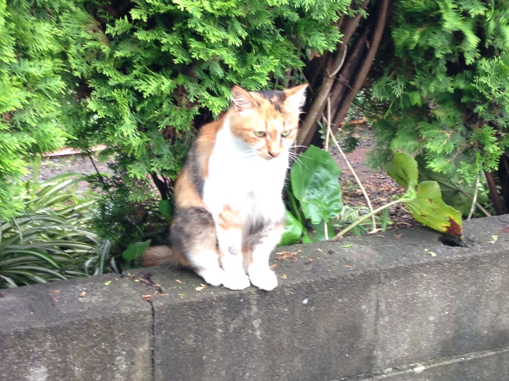 f:id:geibunkf:20150826073743j:image f:id:geibunkf:20150826073743j:image