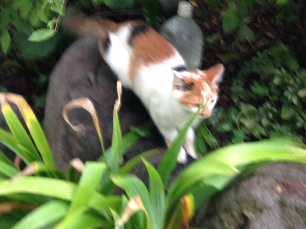 f:id:geibunkf:20150826073820j:image f:id:geibunkf:20150826073820j:image