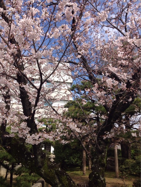 f:id:gelateria19:20140330112556j:plain f:id:gelateria19:20140330112556j:plain