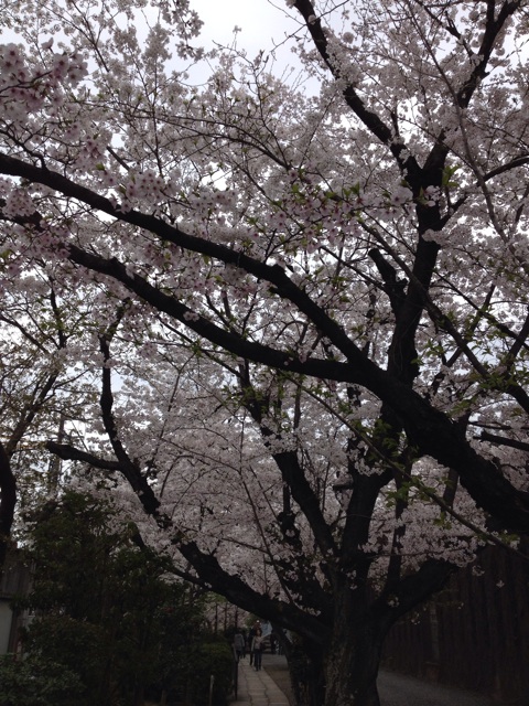 f:id:gelateria19:20140402224811j:plain f:id:gelateria19:20140402224811j:plain