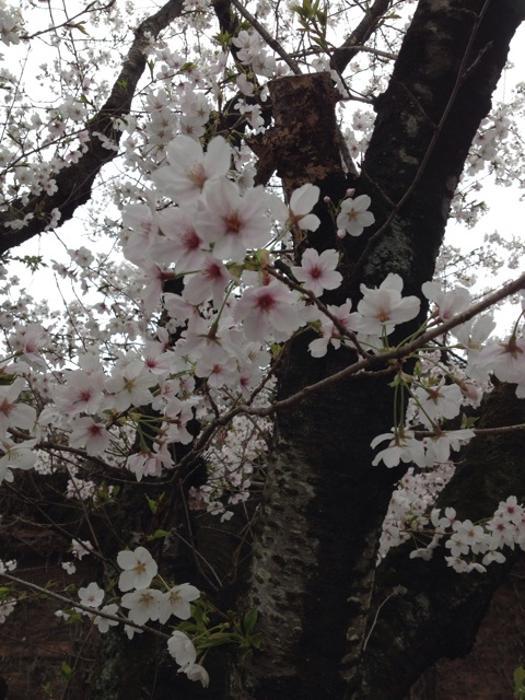 f:id:gelateria19:20140402224828j:plain f:id:gelateria19:20140402224828j:plain