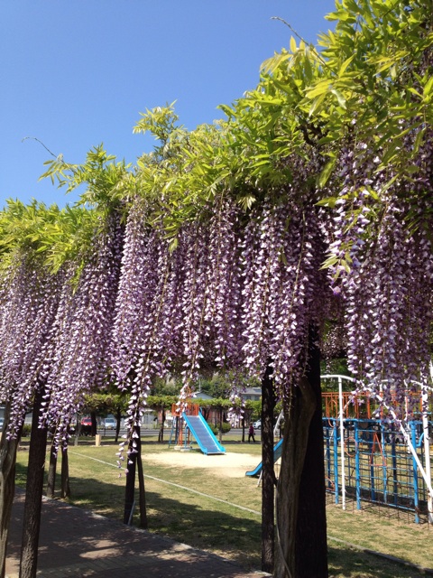 f:id:gelateria19:20140507203513j:plain f:id:gelateria19:20140507203513j:plain