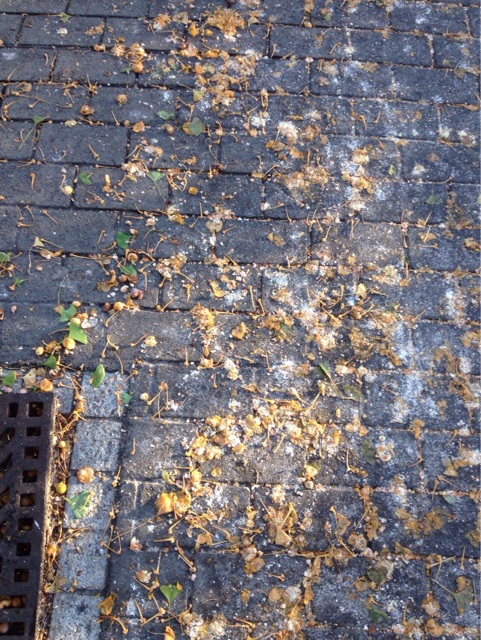f:id:gelateria19:20141014171526j:plain f:id:gelateria19:20141014171526j:plain