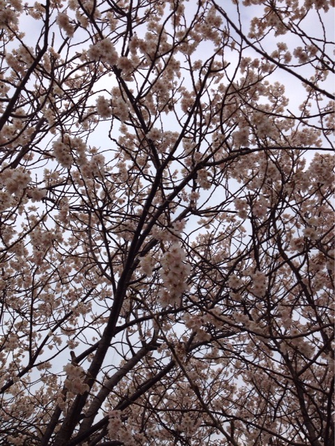 f:id:gelateria19:20150320114540j:plain f:id:gelateria19:20150320114540j:plain